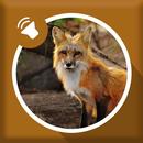 Fox Sounds APK