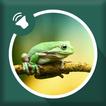 ”Frog Sounds