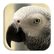 ”African Grey Parrot Sounds