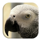 African Grey Parrot 圖標