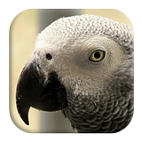 African Grey Parrot 圖標