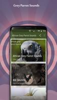 African Grey Parrot 海報