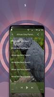African Grey Parrot 截圖 3