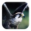 Hawk Sounds