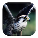 Hawk Sounds APK