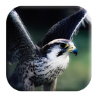 Hawk Sounds иконка