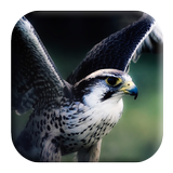 Hawk Sounds иконка