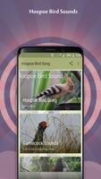 Hoopoe Bird Song Poster