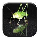 Katydid Sounds APK
