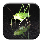 Katydid Sounds 圖標