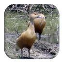 Lesser Whistling Duck Sounds APK