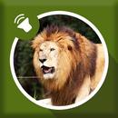 Lion Sounds APK