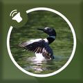 Loon Sounds