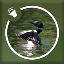 Loon Sounds APK