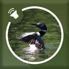 Loon Sounds icon