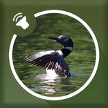 Loon Sounds