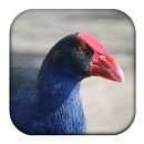 Purple Swamphen Sounds APK