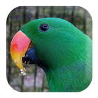 Parrot Sounds icône