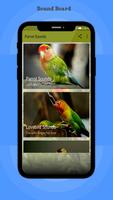 Parrot Sounds Affiche