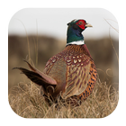 Pheasant Sounds icon