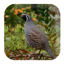 Quail Sounds APK