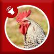 Rooster Sounds ícone