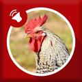 Rooster Sounds