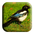 Stone Magpie Sounds APK