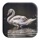 Swan Sounds иконка