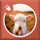 Sheep sounds APK