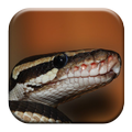 Snake Sounds