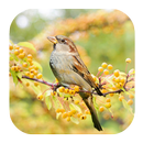 Sparrow Sounds APK