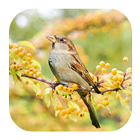 Sparrow Sounds icono