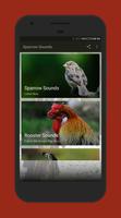 Sparrow Sounds Poster
