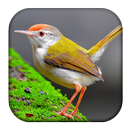 Tailorbird Sounds APK