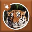 Tiger Sounds