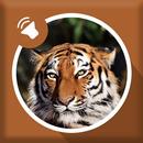 Tiger Sounds APK
