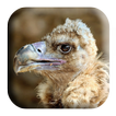 Vulture Sounds
