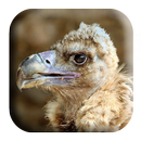 Vulture Sounds APK