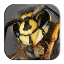 Wasp Sounds APK