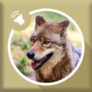 Wolf Sounds APK