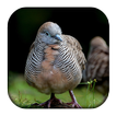 Zebra Dove Sounds