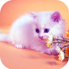 Cute Cat HD Wallpapers icône