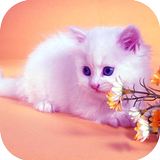 Icona Cute Cat HD Wallpapers