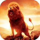 Lion HD Wallpapers-icoon