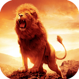 Lion HD Wallpapers ikona