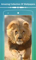 Lion HD Wallpapers پوسٹر