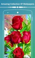 Roses Flower Wallpapers HD постер