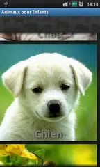 download Animal Sounds XAPK
