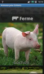 download Animal Sounds XAPK